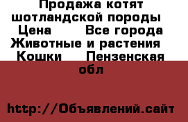 Продажа котят шотландской породы › Цена ­ - - Все города Животные и растения » Кошки   . Пензенская обл.